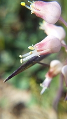 Lachenalia polyphylla