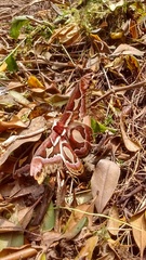 Rothschildia jacobaeae