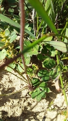 Lachenalia polyphylla