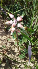 Lachenalia polyphylla