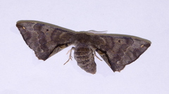 Phiditiidae