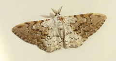 Thyrinteina arnobia