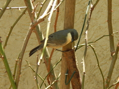 Microspingus cinereus