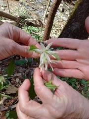 Prosartes maculata