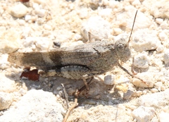 Oedipoda fuscocincta