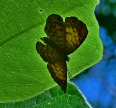 Parvospila lucianus