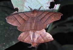 Apatelodidae