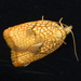 Acleris - Photo (c) Mardon Erbland, some rights reserved (CC BY-NC-SA), uploaded by Mardon Erbland