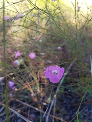 Agalinis setacea