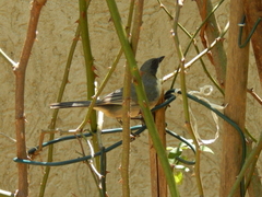 Microspingus cinereus