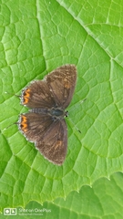 Heliophorus