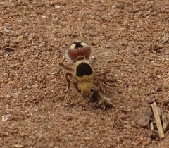 Dasymutilla sicheliana