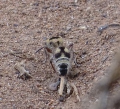 Dasymutilla sicheliana