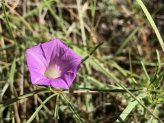 Ipomoea plummerae