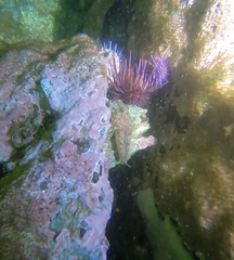 Artedius harringtoni