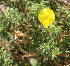 Ononis ramosissima