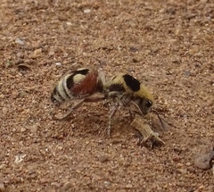 Dasymutilla sicheliana