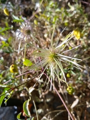 Clematis orientalis