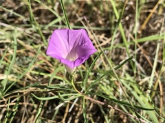 Ipomoea plummerae