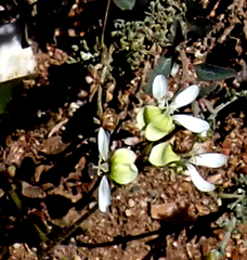 Pelargonium ochroleucum