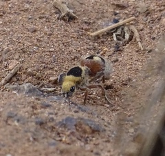 Dasymutilla sicheliana