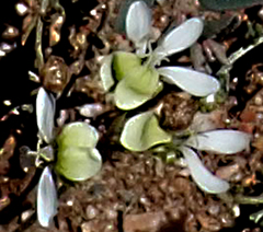 Pelargonium ochroleucum