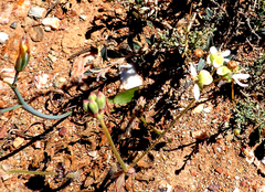 Pelargonium ochroleucum