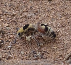 Dasymutilla sicheliana