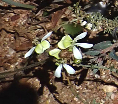 Pelargonium ochroleucum