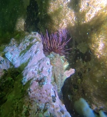 Artedius harringtoni