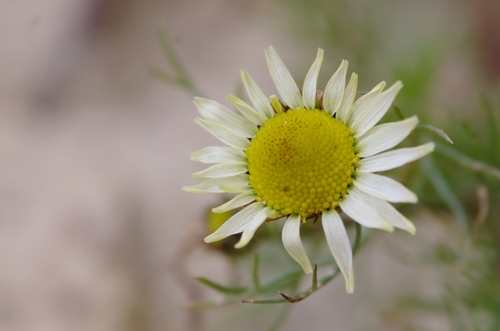 Sea Mayweed