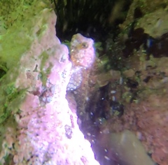 Artedius harringtoni