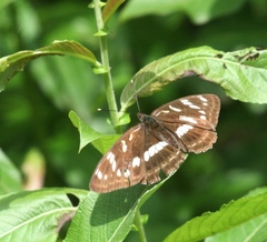 Limenitis amphyssa