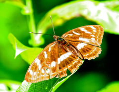 Limenitis amphyssa