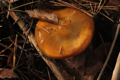 Cortinarius collinitus