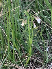Mimulus gracilis