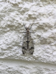 Dendroleon obsoletus
