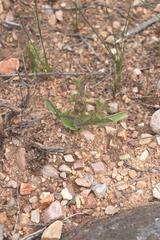 Lapeirousia pyramidalis