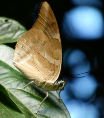 Archaeoprepona demophon