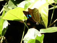 Archaeoprepona demophon