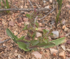 Lapeirousia pyramidalis