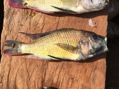 Haplochromis