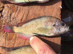 Haplochromis