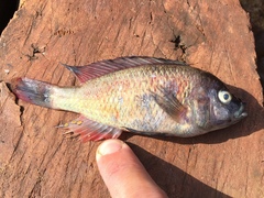 Haplochromis