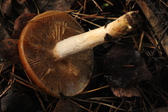 Cortinarius collinitus