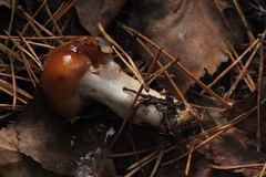 Cortinarius collinitus