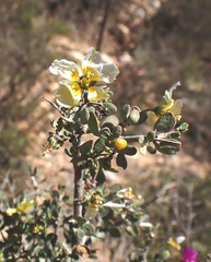 Roepera lichtensteiniana