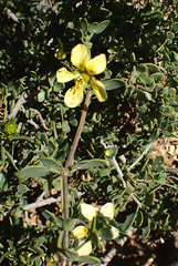 Roepera lichtensteiniana