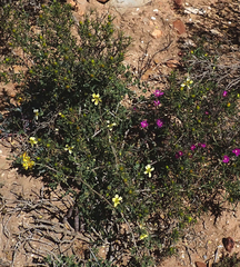 Roepera lichtensteiniana