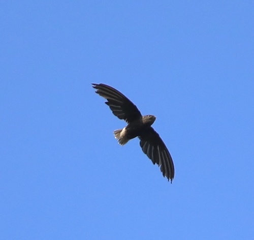 Short-tailed Swift